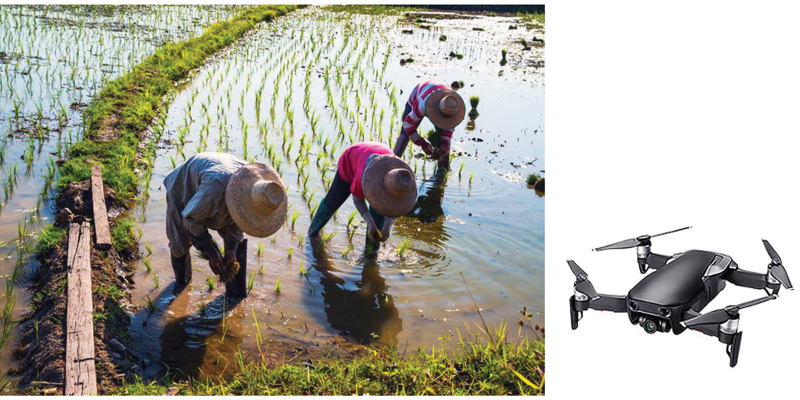 Agriculture – Plantation Analytic